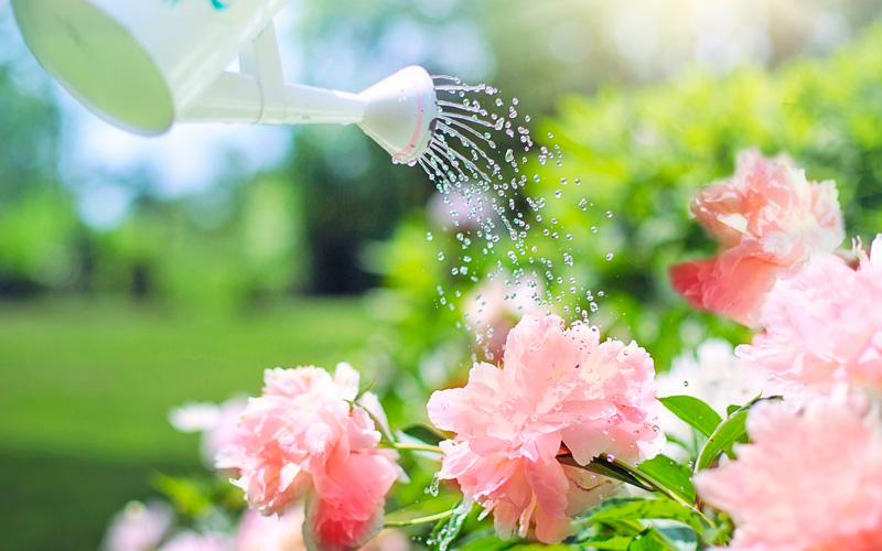 Полив цветов шунгитовой водой